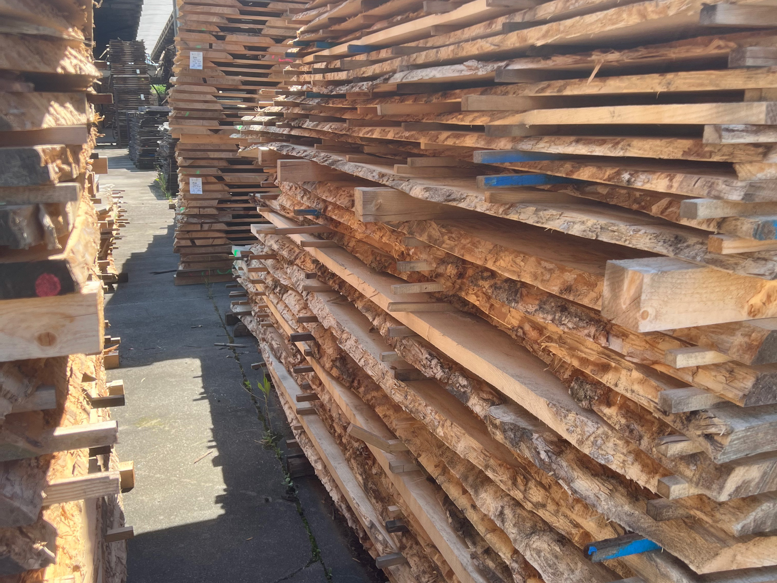 Il legno come risorsa per il futuro:  sostenibilità, innovazione e responsabilità ambientale